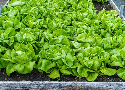 Contrôle de l'hygrométrie dans le stockage des récoltes